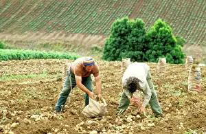 Gippsland: Workers in potato field South Gippsland