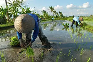 Brian Mcdairmant: Workers - Rice planting near Uluwatu