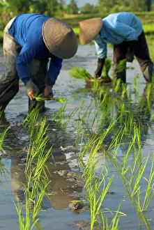 Brian Mcdairmant: Workers - Rice planting Uluwatu