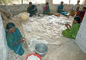 Silkworms: Workers sorting silkworm coccoons in an Indian