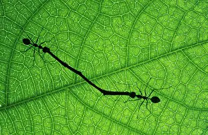 Oecophylla: WORKING ANTS - two carrying twig
