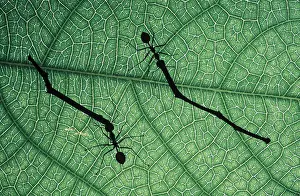 Ants: WORKING ANTS - two carrying twigs