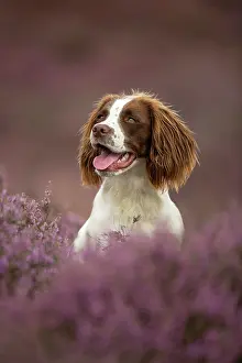 Photographed: Working Cocker Spaniel Photographed in pink heather
