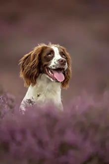 Photographed: Working Cocker Spaniel Photographed in pink heather