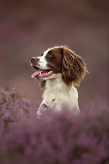 Photographed: Working Cocker Spaniel Photographed in pink heather