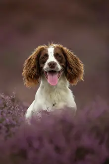 Photographed: Working Cocker Spaniel Photographed in pink heather