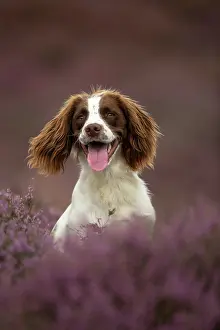 Photographed: Working Cocker Spaniel Photographed in pink heather