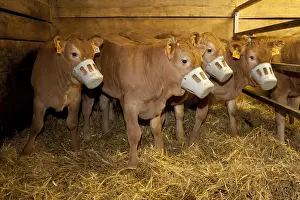 Stalls: Workshop breeding Limousin calves with dam France