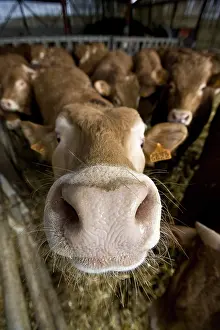 Limousin: Workshop fattening bull limousin France