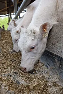 Charolais: Workshop fattening Charolais bull