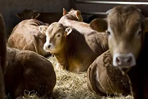 Limousin: Workshop limousin bull fattening France