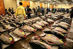 Fishermen: World largest fish wohlesale market Tsukiji Auction