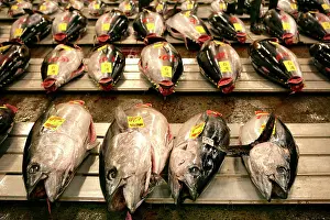 Fishermen: World largest fish wohlesale market Tsukiji Auction