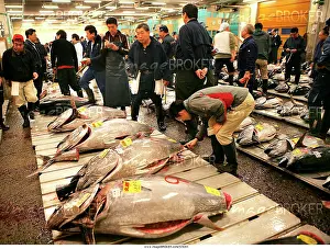 Characters: World largest fish wohlesale market Tsukiji Auction