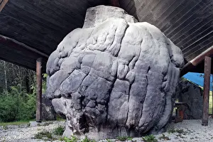 Burr: World's largest Burl / Burr wood - tree growth
