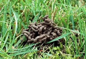 Earthworms: Worm Cast - among grass