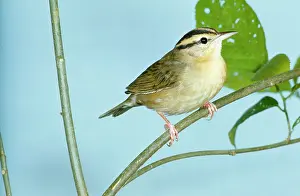John Dunning: WORM-EATING WARBLER