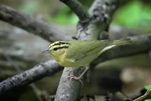 Wildllife: Worm-Eating Warbler