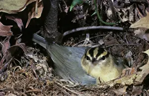 Brooding: Worm-eating Warbler