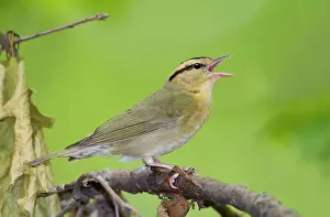 Vermivora: Worm-eating Warbler - singing - spring