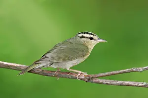 Vermivora: Worm-eating Warbler - spring