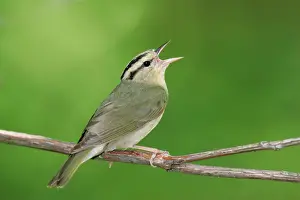 Vermivora: Worm-eating Warbler - spring
