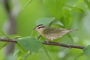 Vermivora: Worm-eating Warbler - spring