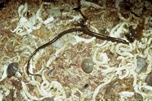 D. W. Greenslade: WORM PIPEFISH