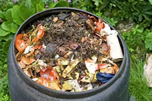 Visible: Worms visible amongst variety of kitchen waste