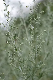 Wormwood: Wormwood