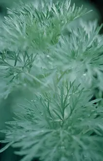 Wormwood: Wormwood