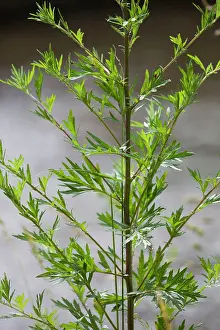 Wormwood: Wormwood plant