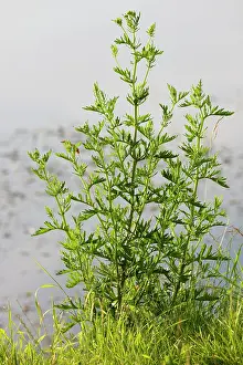 Wormwood: Wormwood plant