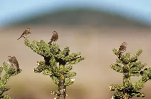 Spizella: Worthen's Sparrow - on cactus