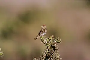 Spizella: Worthen's Sparrow - on cactus