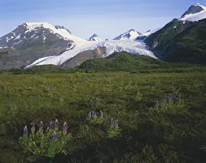 Lupines: Worthington Glacier