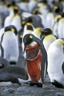 Wounded: Wounded King Penguin