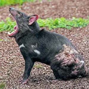 Accident: Wounded Tasmanian devil (Sarcophilus harrisii)