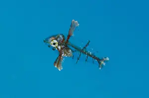 240519: Wrasse - juvenile - Fantasea dive site, Misool