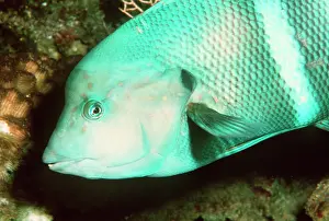 Hermaphrodite: WRASSE - Male, changed sex from female as it grew