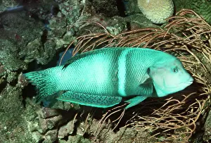 Hermaphrodite: WRASSE - male, changed sex from female as it grew
