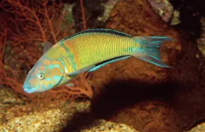 Wrasses: WRASSE / Sea Peacock