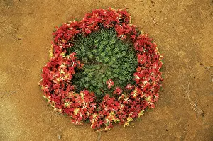 Wreath: Wreath Lechenaultia
