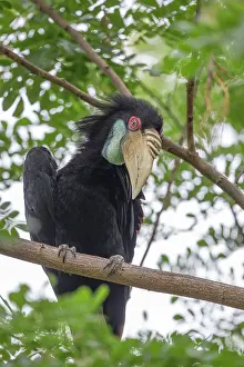 Wreathed: Wreathed / Bar-pouched Hornbill
