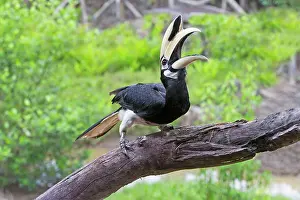 Albirostris: Wreathed / Bar-pouched Hornbill calling