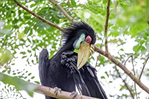 Undulatus: Wreathed / Bar-pouched Hornbill preening