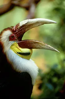 Undulatus: Wreathed Hornbill