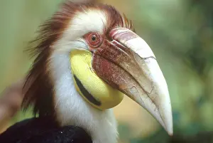 Undulatus: Wreathed Hornbill