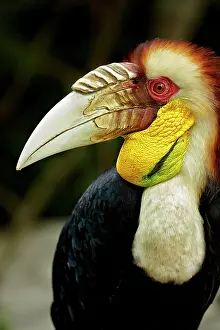 Hornbill: Wreathed Hornbill (Rhyticeros undulatus) adult male