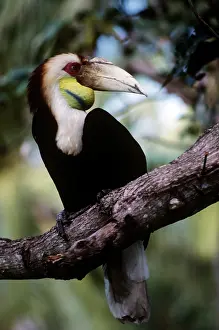 Rhyticeros: Wreather Hornbill